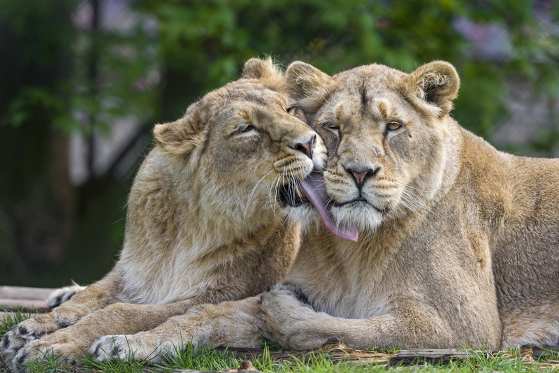lions, Love, lion, 1080P, Cat, couple