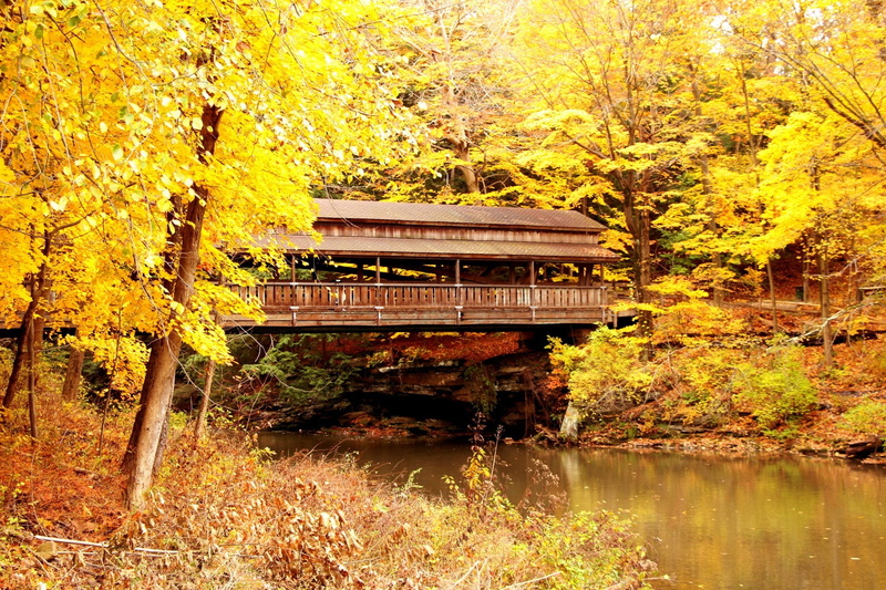 1080P, yellow, pretty, tranquility, scenic, covered bridge, bridge, kyoto City, lake, fall, growth, architecture, non-urban scene, leaves, water, change