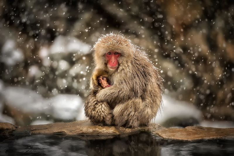 macaques, 1080P, baby animals, monkey, animals, wildlife, hugging, snow