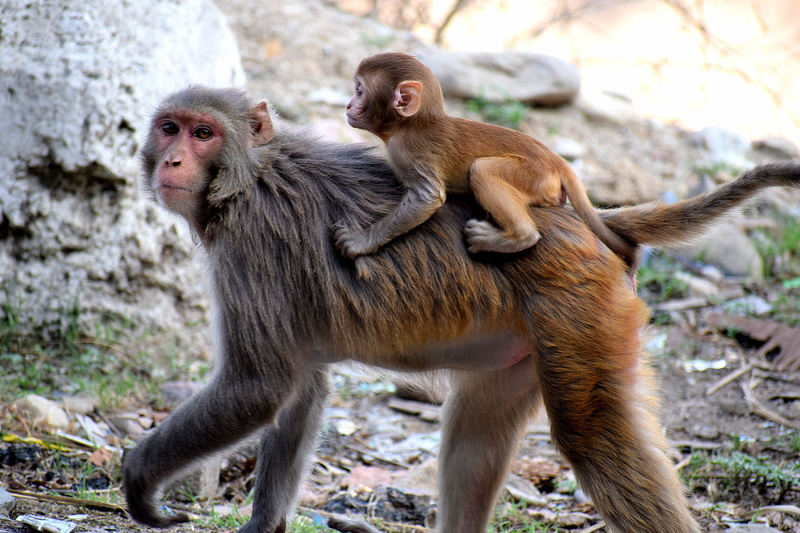 focus on foreground, vertebrate, animal family, mother, sitting, 5K, monkey, group of animals, love, child, young, baby, mammal, land, small, cute, primate