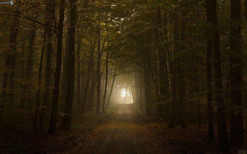 woodland, trees, pathway, the way forward, forest, dirt road, direction, land, nature, trunk, trail, beauty in nature, tranquil scene, idyllic, no people