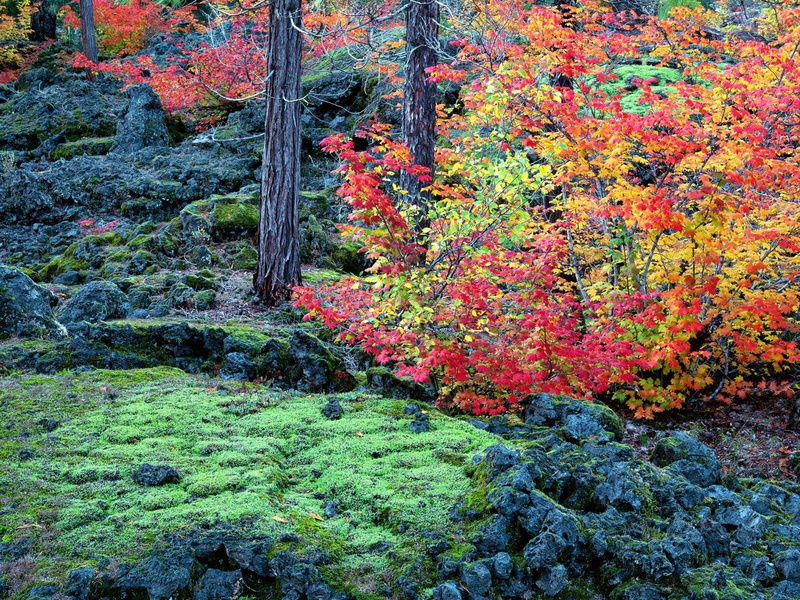 scenics, autumn, no People, trees, branch, japanese Garden, green Color, stones, nature, colors, color Image, green, flower, season, yellow, leaf, leafed