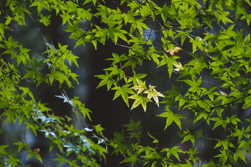 close-up, leaves, plant part, kyoto, kyoto prefecture, leaf, cherry blossom tree, forrest, beauty in nature, full frame, green color, outdoors, trees, selective focus