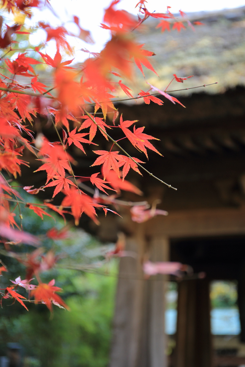 focus on foreground, no people, maple leaf, kyoto City, maple tree, autumn, 5K, outdoors, plant, kyoto Prefecture, japan, building exterior, fall, built structure