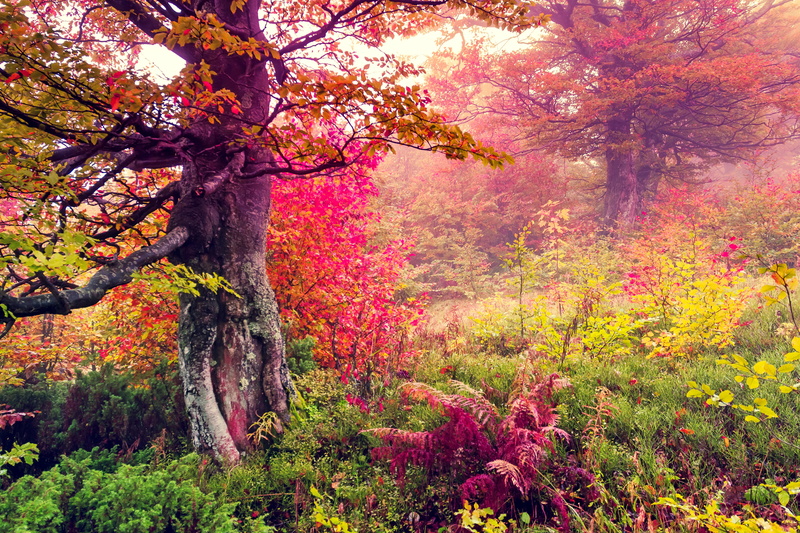 vibrant Color, nature, backgrounds, idyllic, red, bush, flowering plant, tree, rural Scene, tranquil Scene, multi Colored, color Image, flower, woodland
