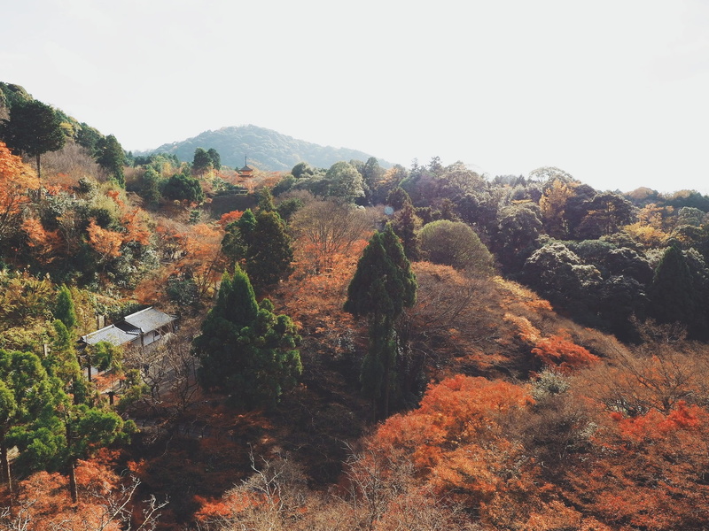 plant, kiyomizu-dera, no people, idyllic, beauty in nature, landscape, tranquility, tranquil scene, fall, trees, sky, autumn, change, environment, clear sky