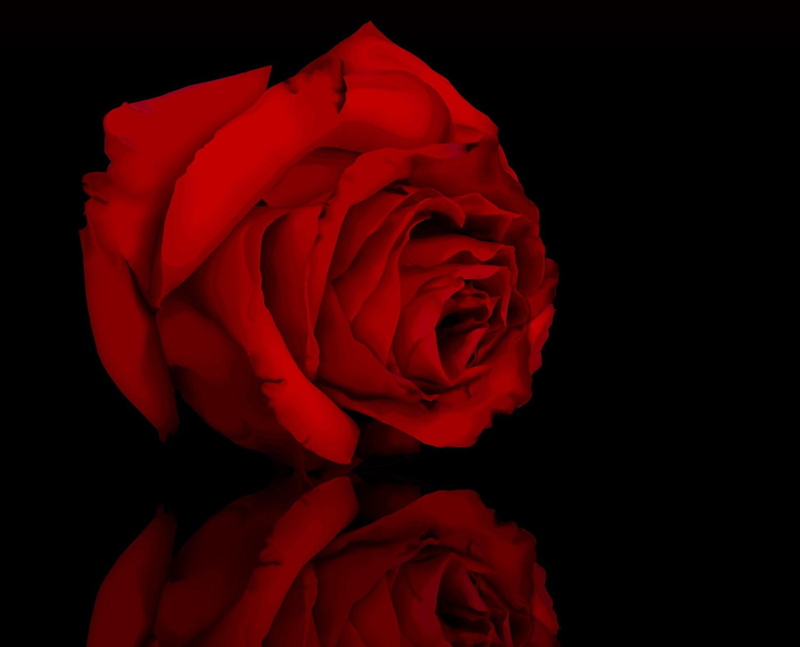 reflection, seduction, 1080P, nature, flowers, rose, red, 3d and abstract