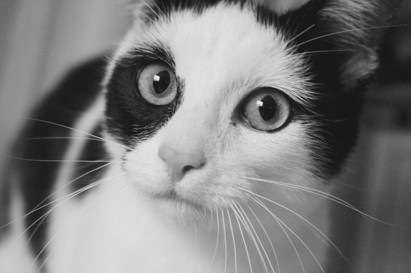 animal eye, vertebrate, animal mouth, animal, no people, feline, 5K, looking, eyes, animal head, close-up, shrek, portrait, look, pets, face, domestic