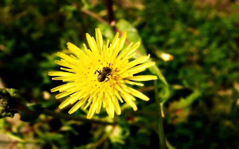 grass, guest, nature, 3d and abstract, flower, 2K, insect