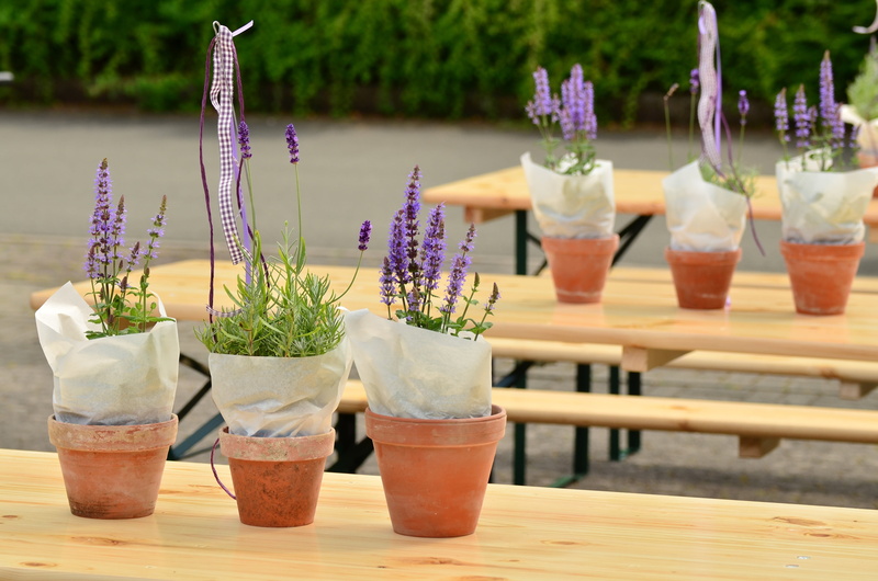 close-up, wood - material, purple, several, celebrate, decoration, tables, food and drink, 4K, festival, plants, beauty in nature, no people, freshness