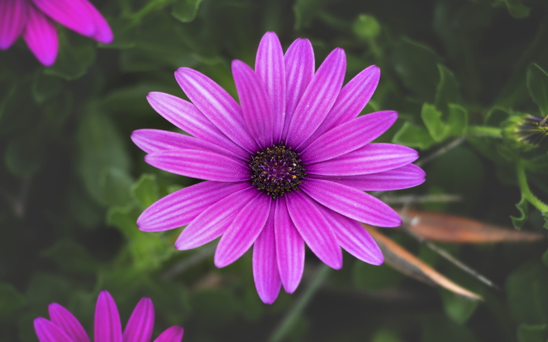 close-up, laptops, flower head, fragility, vulnerability, no people, beauty in nature, focus on foreground, mobile, pollen, pink color, petal
