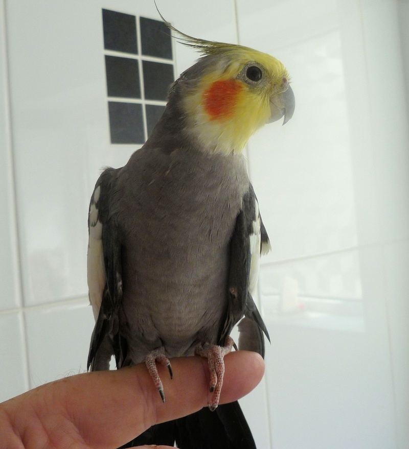 body part, pets, indoors, beak, bird, twenty three years, vertebrate, colorful, one person, one animal, real people, hand, unrecognizable person, feather