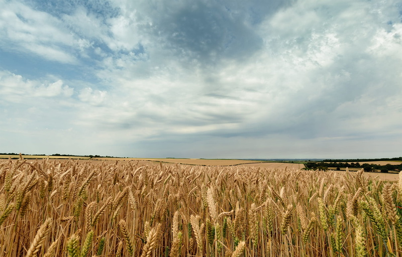gold, travel, tranquility, land, nobody, natural, agriculture, cereal, colors, cereal plant, rural scene, uk, Landscape, design, outdoor, season, cloud