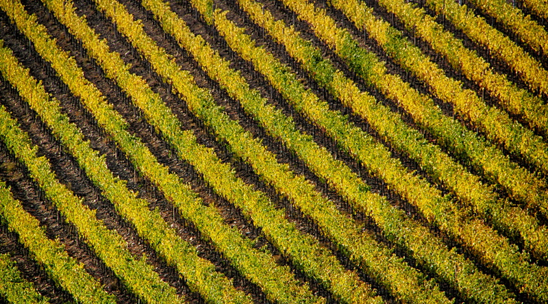 landscape, tuscany, horizon, land, growth, scenic, farmland, country, 5K, vacation, softness, tree, green color, field, farm, yellow, beauty in nature