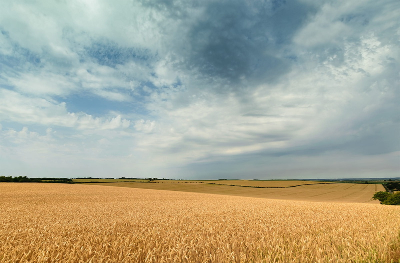 background, clear, grass, countryside, plant, bright, season, crop, cereal, atmosphere, field, ripe, 1080P, travel, country, land, agriculture, skyline