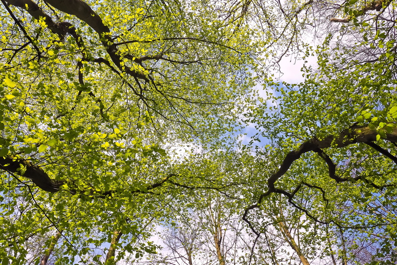 blue, backgrounds, sky, low angle view, foliage, yellow green, branch, tree canopy, landscape, springtime, clouds, forest, spring, outdoors, plant, branches