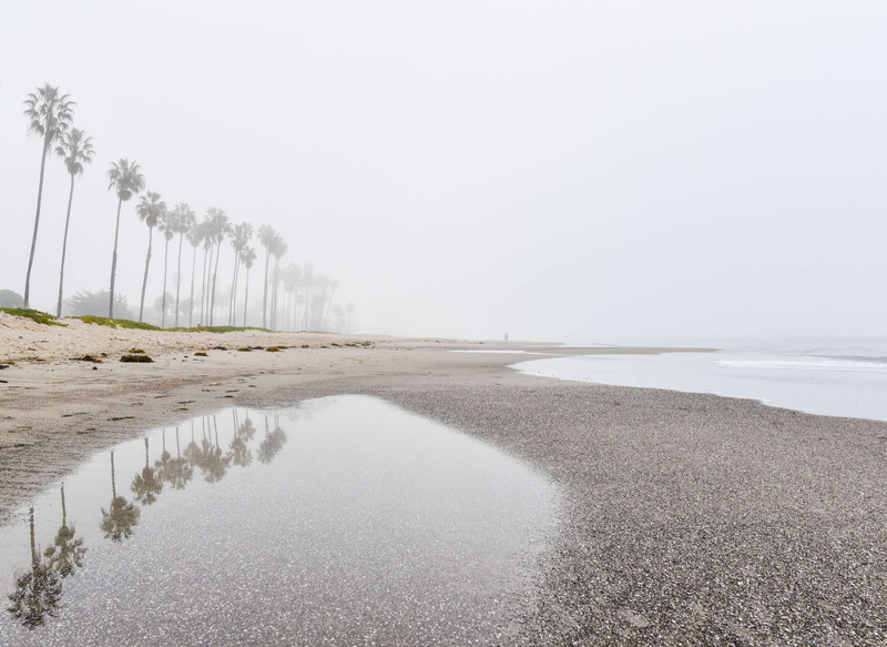scenics - nature, california, marine layer, fog, puddles, copy space, repetition, 4K, sky, day, tree, land, beach, environment, plant, tranquil scene