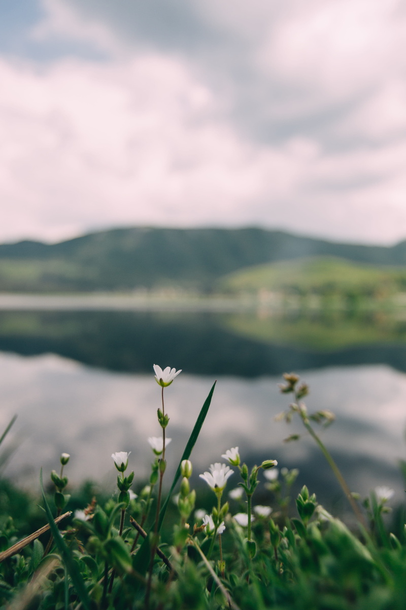green color, water, no people, landscape, tranquil scene, cloud, mountain, plant, lago, grass, flower, vegetation, cute, montagne, lake, scenics - nature