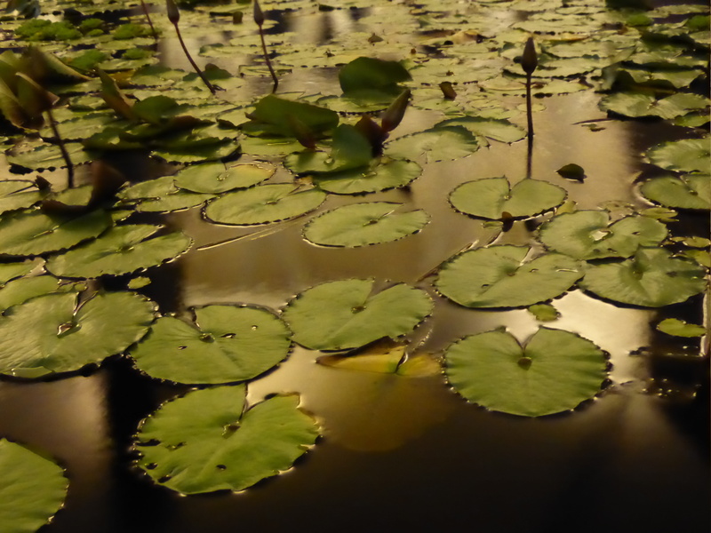 day, dark, lily, growth, pond, marina bay sands, green, high angle view, outdoors, pond plants, leaf, floating, night, 4K, stalk, plant, green color, nymphaeasceae