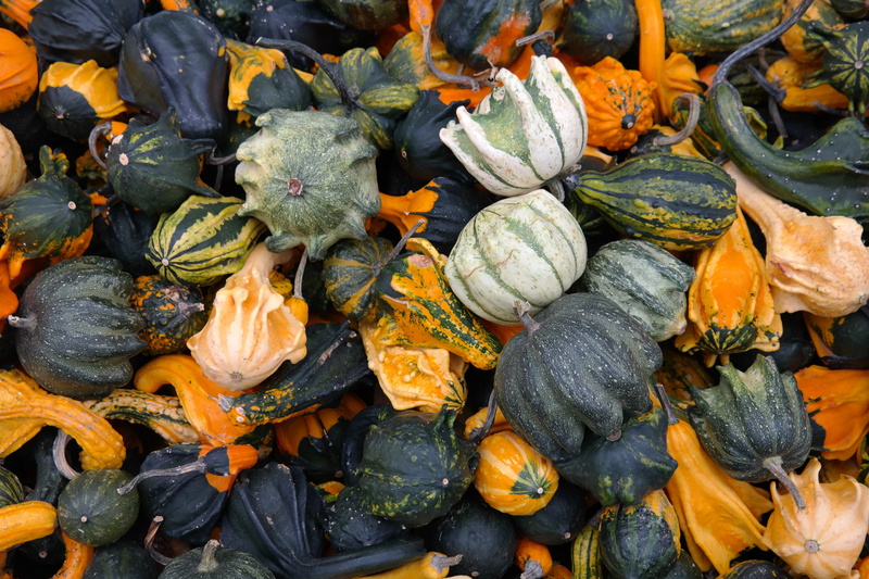orange, large group of objects, food, collection, squash - vegetable, white, patty pan squash, freshness, agriculture, day, high angle view, yellow, backgrounds