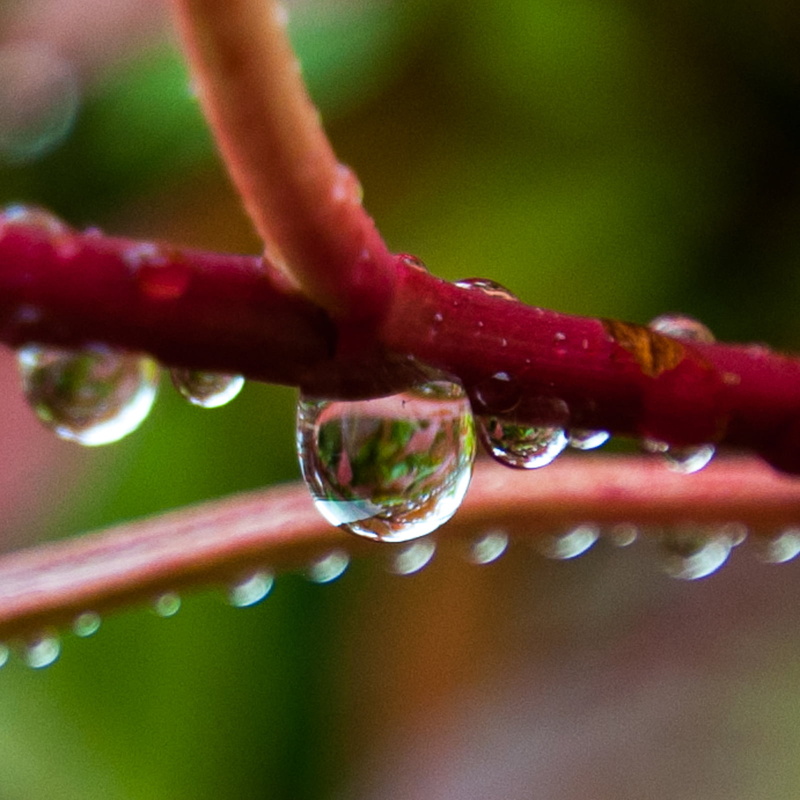 nature, leaf, water, plant, green Color, freshness, close, rain  Water, Wonder, drop, stem, Wet, macro, Drops, trees, 720P, dew, summer, close up photography