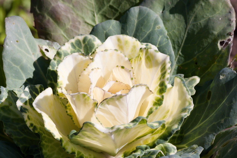 green Color, food, fragility, farm, white color, cabbage green, nature, close-up, 4K, eat, iron, brassica oleracea, beauty in nature, healthy, vegetarian Food