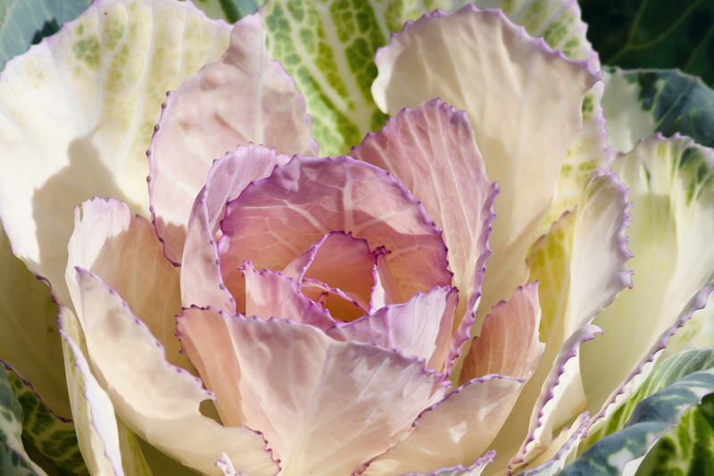 no people, flower, close-up, focus, photography, leaves, vegetables, plant, 4K, vulnerability, potassium, selective, freshness, focus on foreground, bio