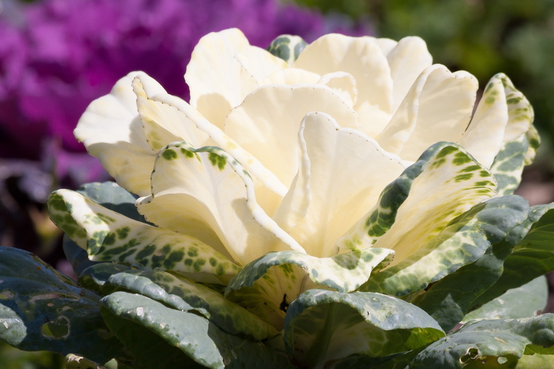 ornamental cabbage, petal, healthy eating, vegetable, cabbage green, beauty in nature, phosphorus, leaves, growth, food and drink, cabbage, iron, bio, calcium