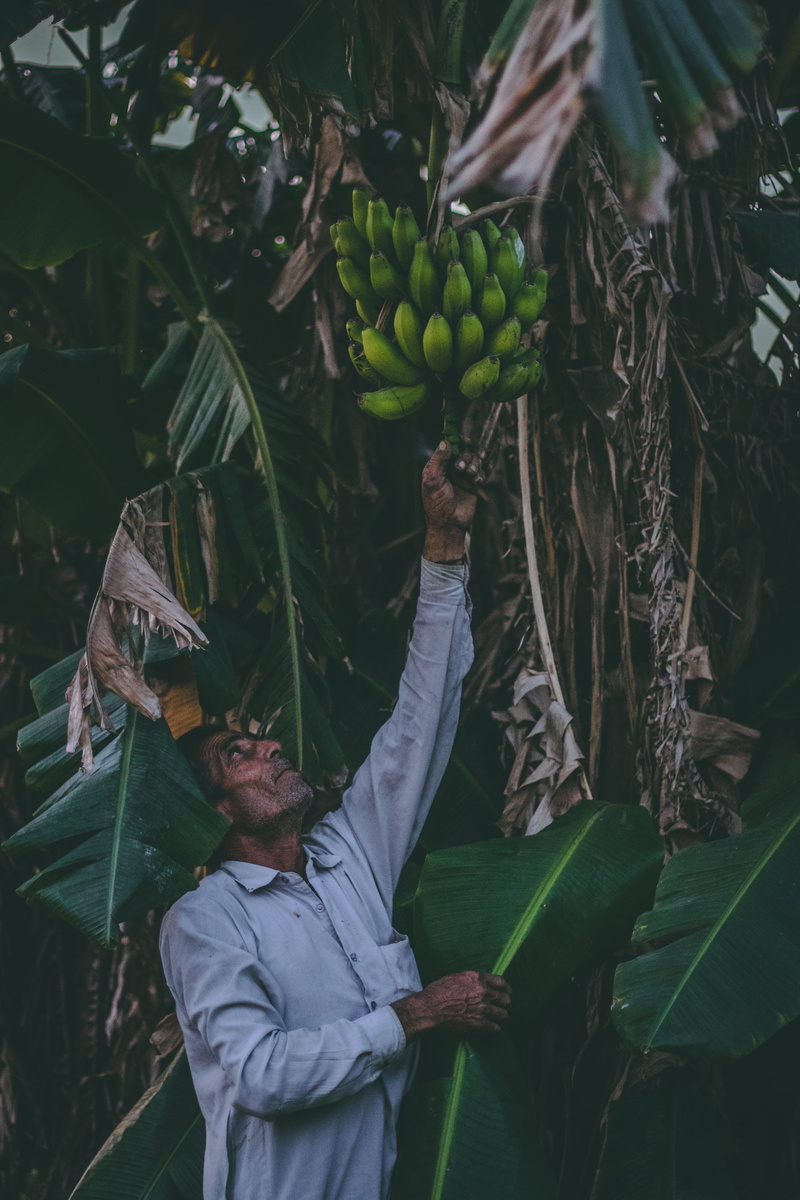 potassium, real people, plant, outdoors, green color, fruit, person, agriculture, holding, farming, people, healthy eating, banana, grow, 5K, bananas