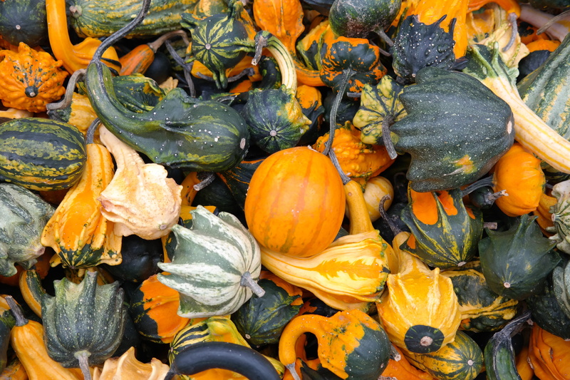 varieties, no people, patty pan squash, pumpkins, healthy eating, choice, colorful, pumpkin, ufo, freshness, 5K, collection, flying saucer, variation