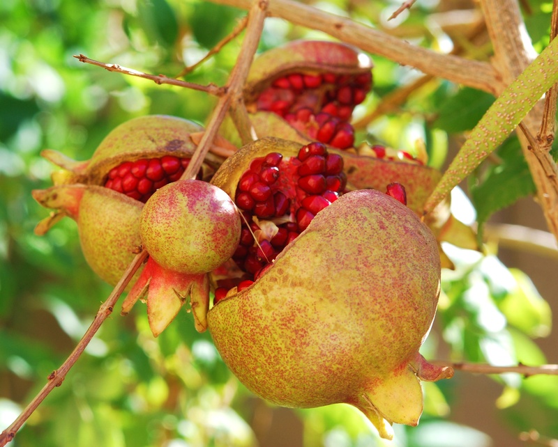 branch, new fruit, food, seedy, tree, agriculture, healthy, tasty, bursting, food and drink, pomegranate, wellbeing, fruits, photo, closeup, fruit, no people