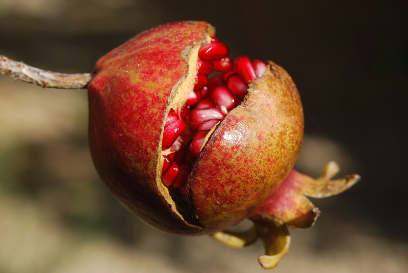 anti-oxidant, apple - fruit, red, exotic, nature, single object, vitamin c, studio shot, healthy lifestyle, flower, ripe, focus on foreground, plant, diet