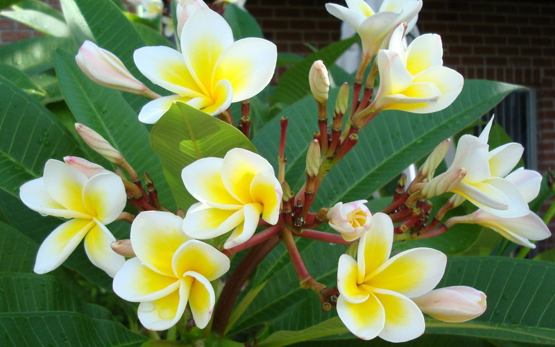1080P, white and beautiful, yellow, beautiful, flowers, tropical, leaves, 3d and abstract, white