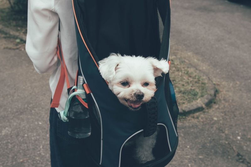 domestic, pet, strap, domestic animals, one animal, dog, accessory, day, human, backpack, 5K, handbag, canine, white, accessories, one person, coat, bag