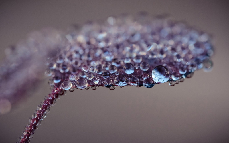 luxury, jewelry, focus on foreground, purple, drop, black background, wet, indoors, season, 720P, macro, water drops, leaves, reflection, mineral, no People