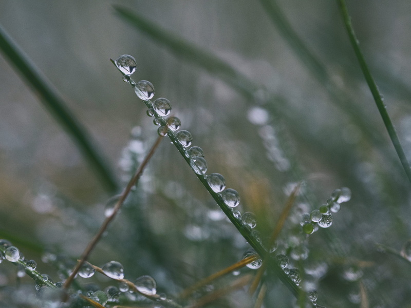 rainy season, closeup, close-up, growth, outdoors, focus, 4K, drop, focus on foreground, no people, dreary, weather, blade of grass, beauty in nature