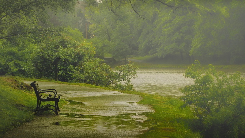 vegetation, raining, tree, 1080P, bench, grass, green, water, rain, bank, rainy