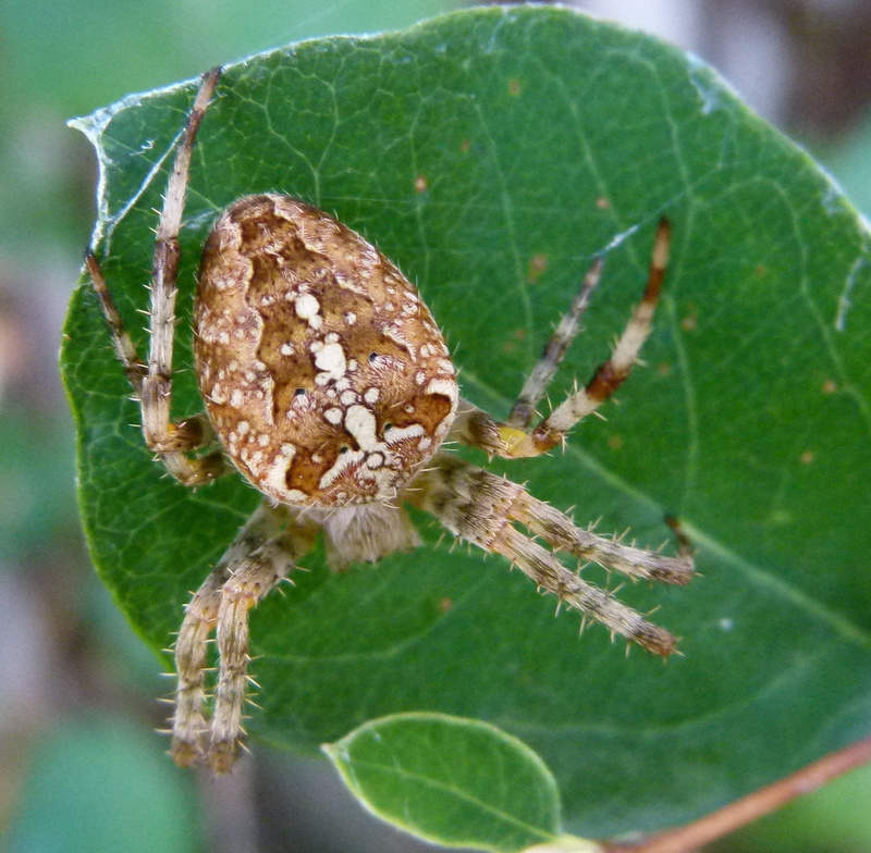 day, beauty in nature, animal, green color, plant part, cross spider, nature, no people, focus on foreground, insect, 1080P, outdoors, crowned orb weaver