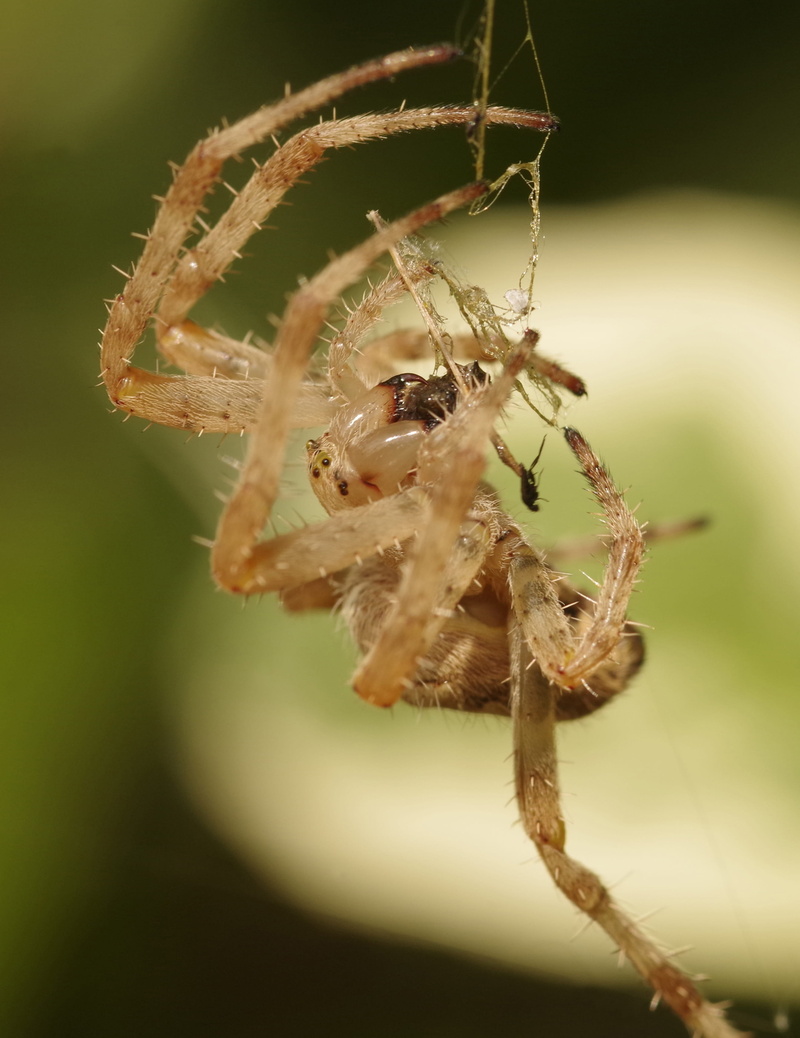 cross spider, animal leg, nature, 2K, weaver, arthropod, plant, animal, arachnid, outdoors, crowned orb weaver, fragility, feeding, one animal, brown