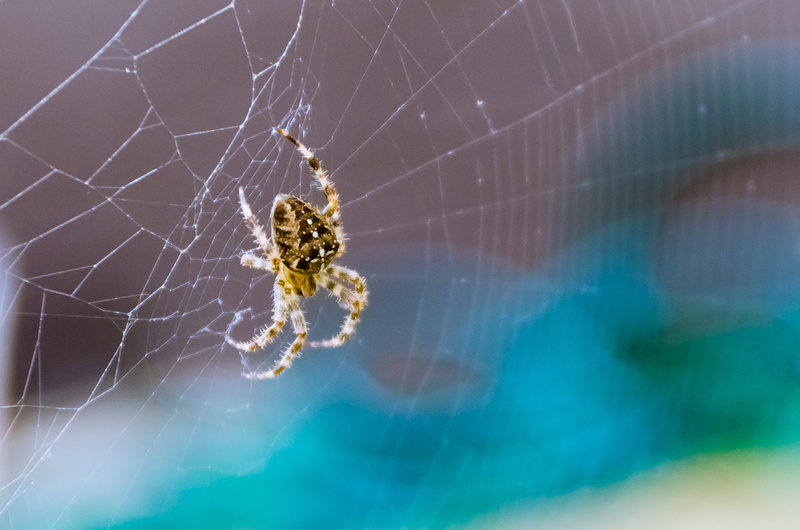 animals in the wild, arthropod, vulnerability, diadem, weaver, spider web, zoology, diadematus, animal wildlife, day, arachnid, 4K, european, animal leg
