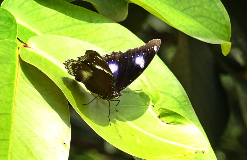 insect, outdoors, nature, Danaid Eggfly, nymphalid, day, 1080P, one animal, beauty in nature, Mimic, india, hypolimnas misippus, leaf, plant part, no people