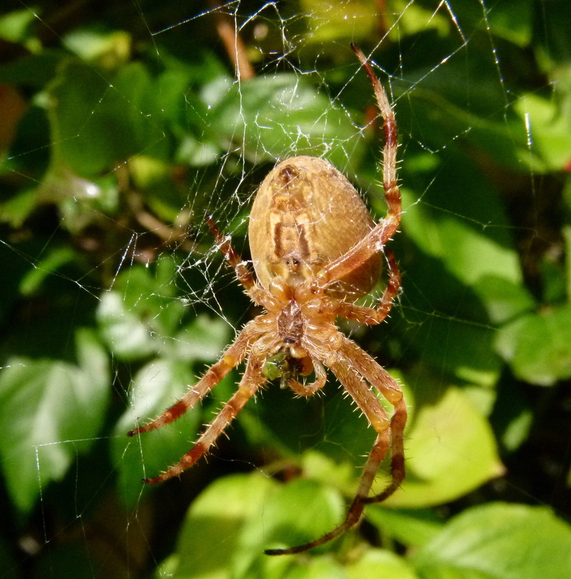 close-up, animals in the wild, no people, outdoors, arthropod, animal, insect, european garden spider, one animal, complexity, crowned orb weaver, zoology