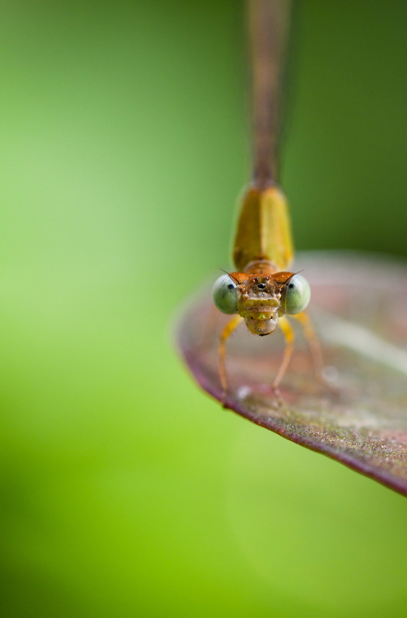 little, close-up, animal, selective focus, green, 4K, animal eye, green color, invertebrate, garden spider, beauty in nature, no people, photo, focus on foreground