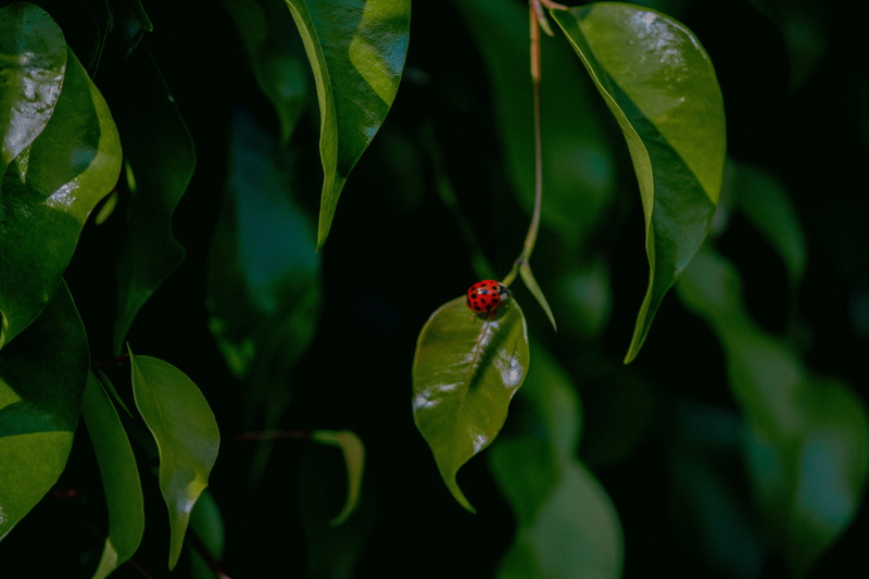 cherry, red, close-up, bug, flower, green, invertebrate, mariquita, fruit, insect, outdoors, blossom, little, veins, growth, green color, leaf, beauty in nature