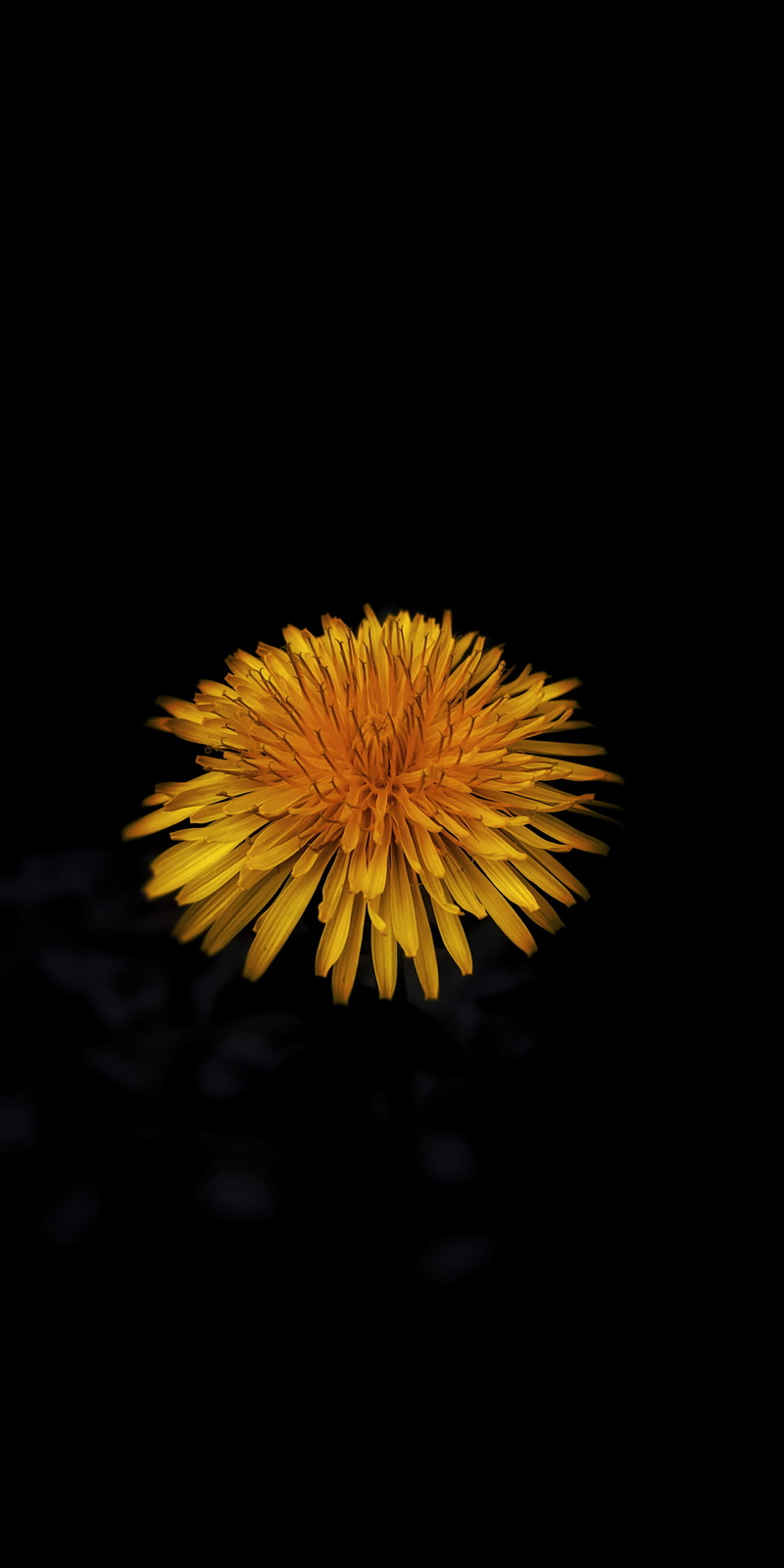 flowering plant, bee, 4K, inflorescence, dandelion, fragility, petal, jewelry, diamond, growth, nature, invertebrate, vulnerability, yellow, flower, animal