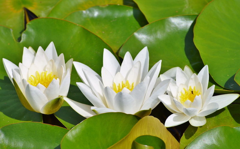 green Color, vulnerability, white color, outdoors, garden pond, floating on water, nuphar lutea, lily pond, nature, leaves, petal, plant, white, plant part
