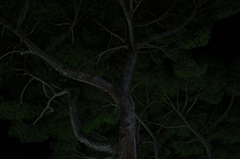 night trees, rome, growth, plant, big tree, outdoors, dark forest, 5K, nature, background stock, branch, no people, italy, moonlight, land, ambient, big forest