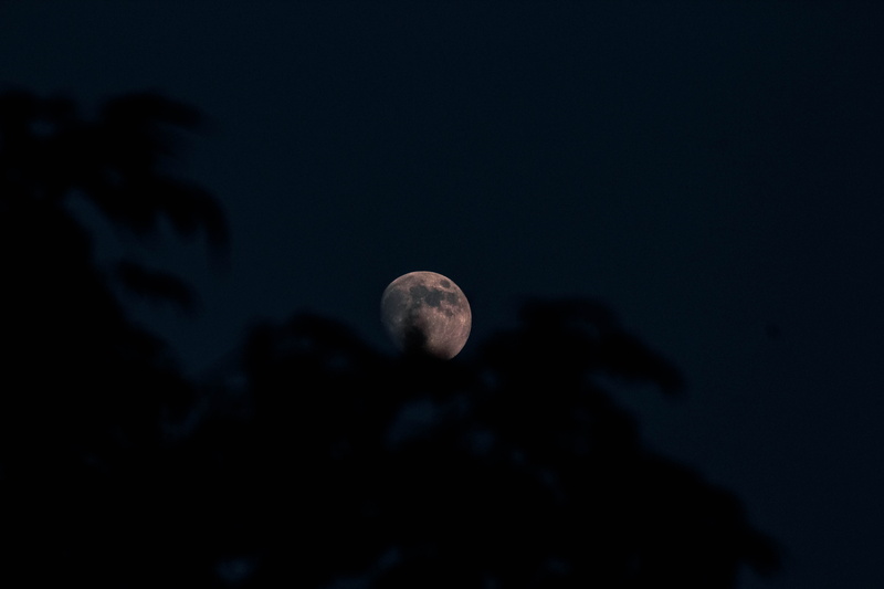 sky, planetary moon, looking, moon, darksky, scenics - nature, beauty in nature, cloud - sky, moonshot, see, stars, forest, nature, timelapse, tranquil scene