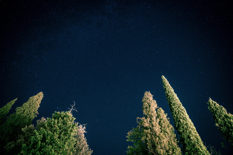 tree, idyllic, green color, nightime, sky, growth, 8K, pine, tranquil scene, nature, night, star, tranquility, plant, no people, star - space, green, beauty in nature