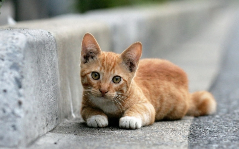 1080P, Lying, Cute, Roadside, Kitten